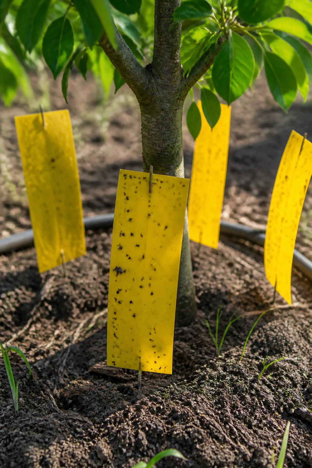 Yellow sticky traps around the base of a fruit tree