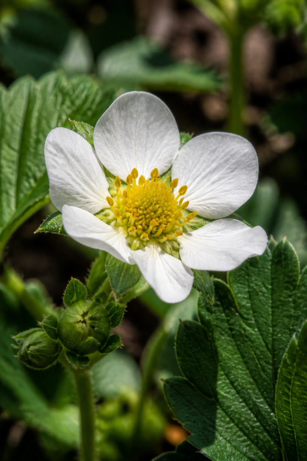 Complete Lifecycle of Strawberry Plants from Start to Finish 8 Close-up of a white strawberry flower with yellow center