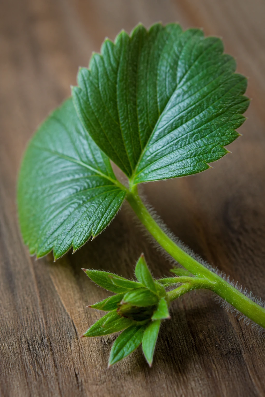 Can Dogs Eat Strawberry Leaves And Stems? 5 Single strawberry leaf and stem on wood surface