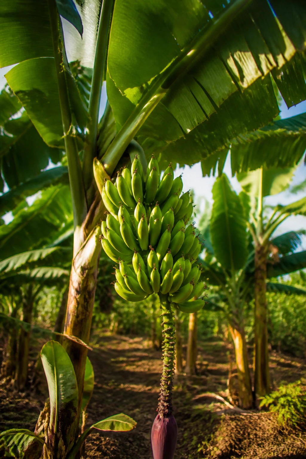 Plantain Chips Vs Potato Chips: Which is Better? 10 Green plantain plant on a sunny farm illustrating sustainability