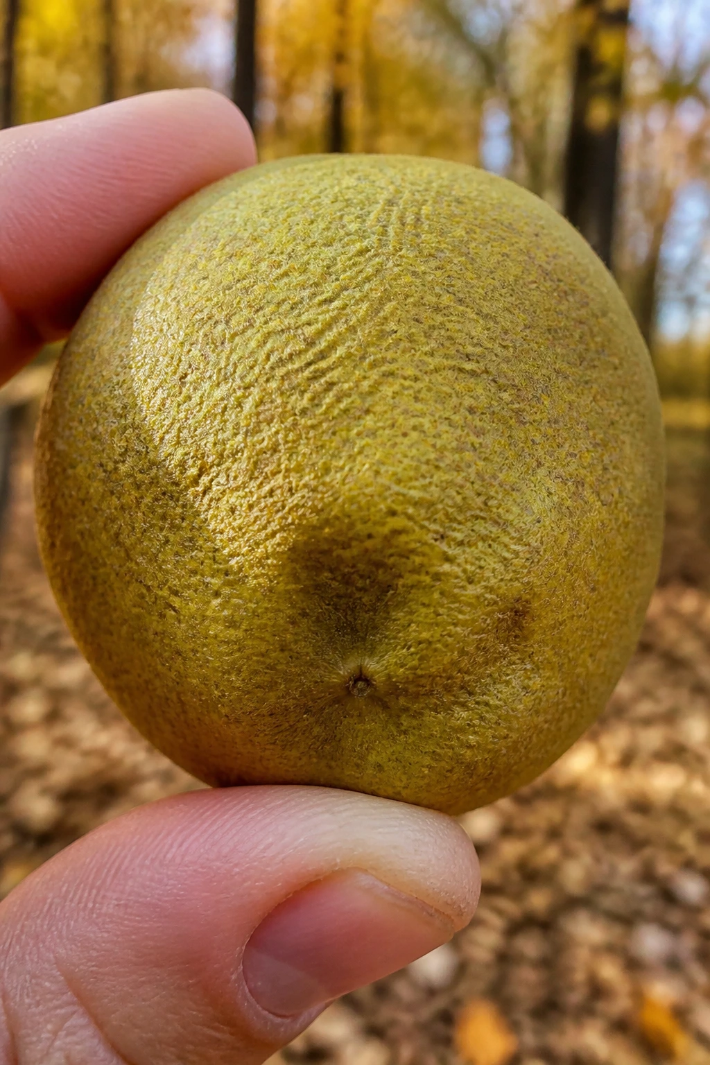 Ripe sycamore fruit held in fingers with fall forest background
