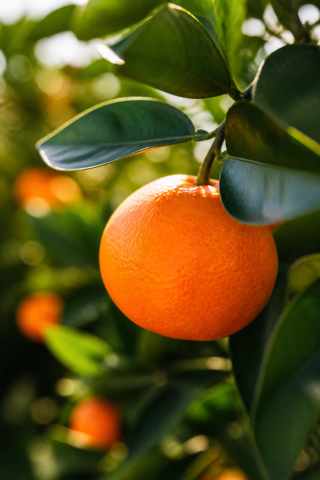 How To Grow A Tangerine Seed: Step-By-Step Guide 6 Close-up of a ripe orange tangerine on the tree in sunlight