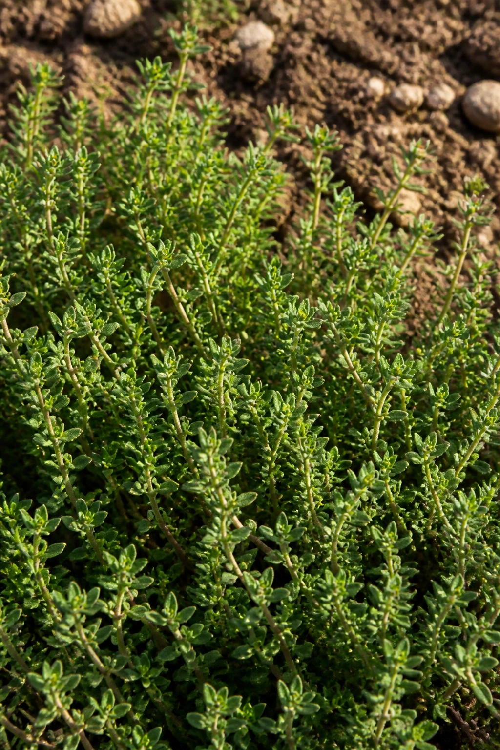 Close-up of thyme groundcover in a garden