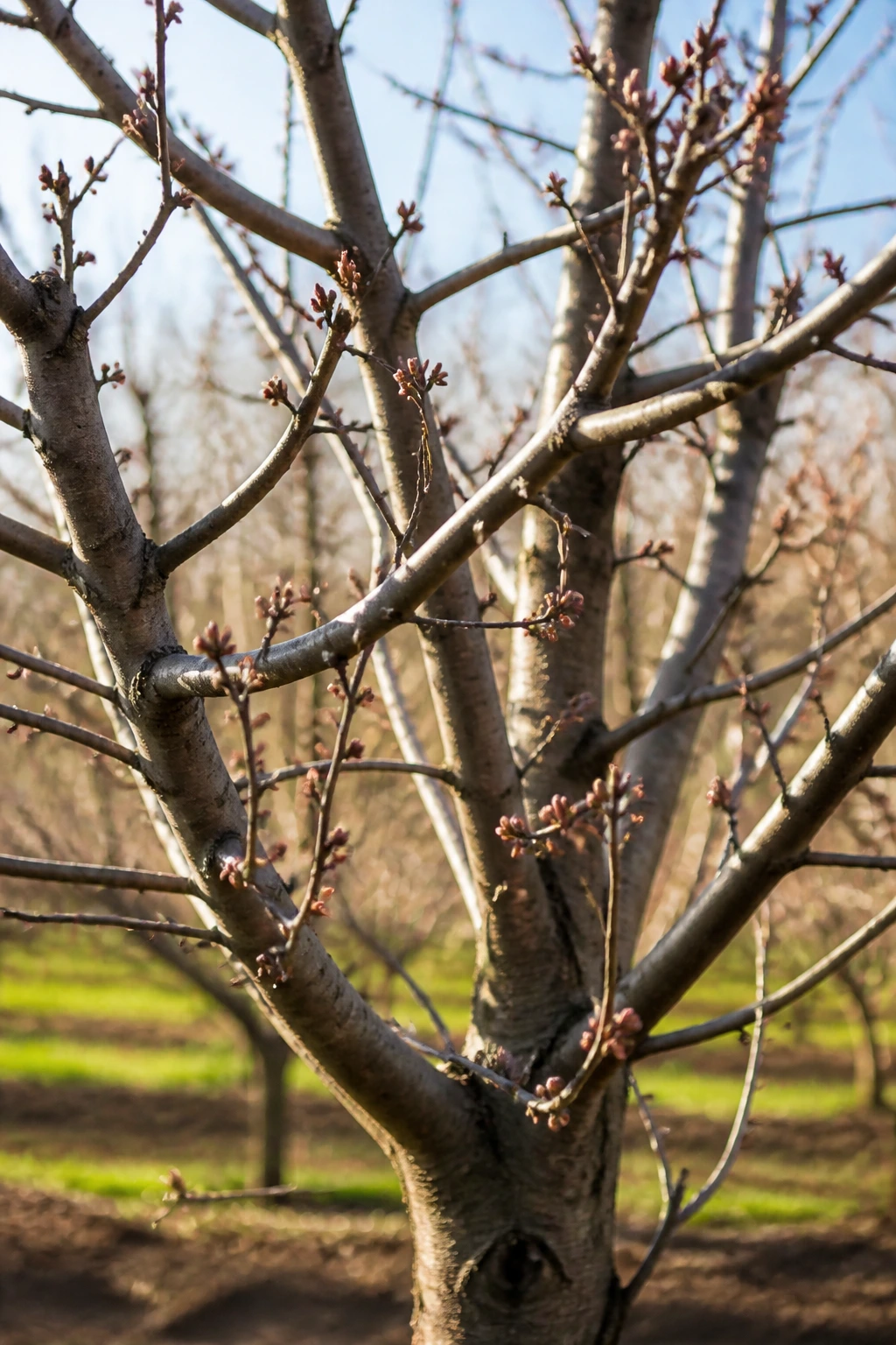 When Is A Good Time To Prune Fruit Trees? 3 Bare fruit tree with budding branches in late winter/early spring