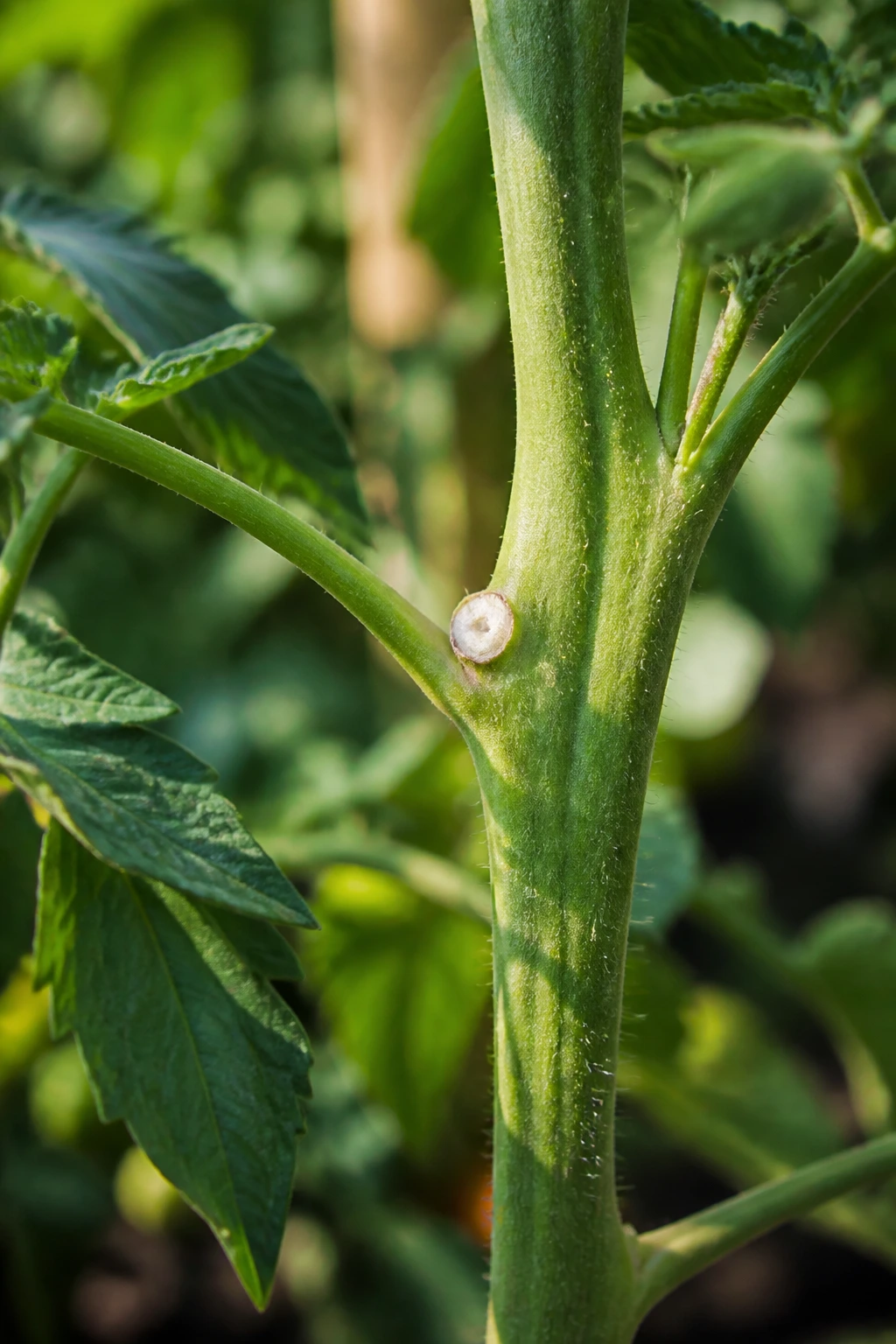 What Does My Tomato Plant Need? 5 Close-up of a tomato stem showing pruning cut on a side shoot