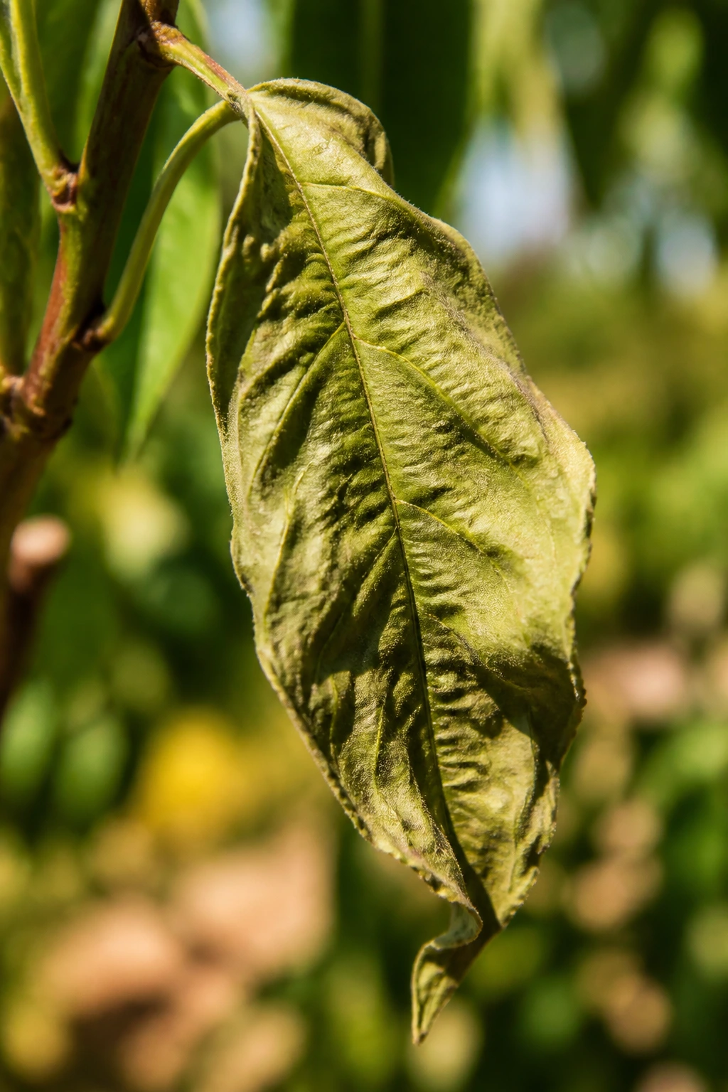 Signs That You Are Underwatering or Overwatering Peach Tree 2 Close-up of a peach tree leaf drooping and curling, showing underwatering signs in a sunlit garden.