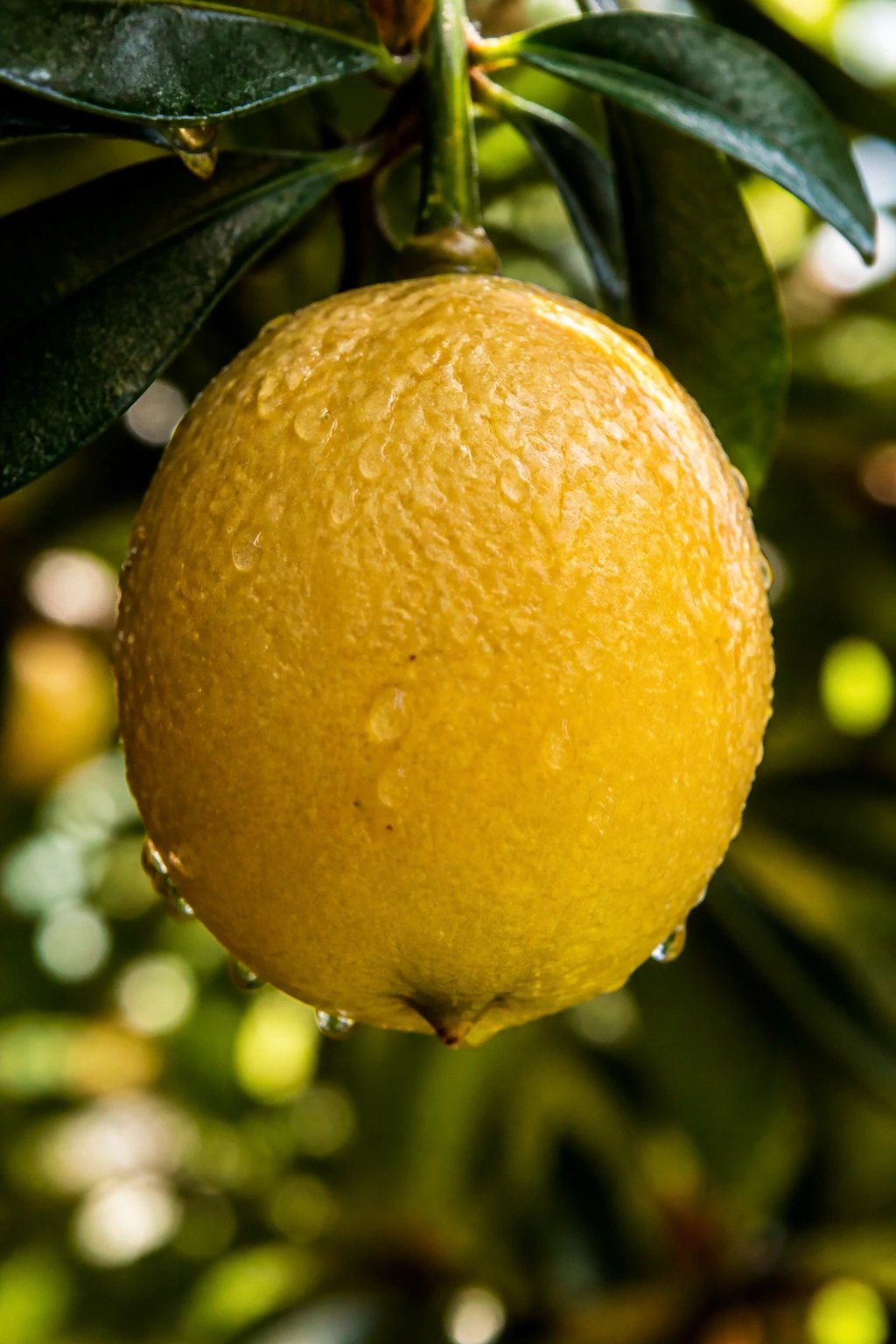 Wampee Fruit: Nutrition Facts, Health Benefits, And More 5 Wampee fruit with dew in outdoor setting