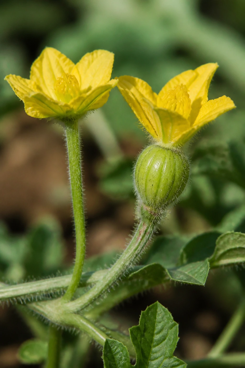 Close-up of male and female watermelon flowers on a vine showing pollen and ovary differences