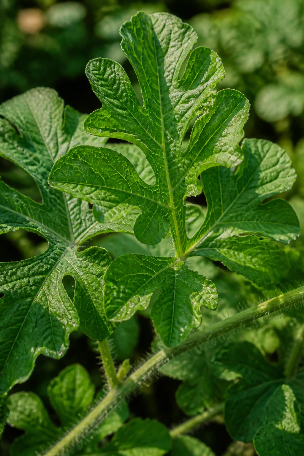 Are Watermelon Leaves Edible and Safe to Eat? 2 Close-up of fresh watermelon leaves filling the frame in a sunlit garden