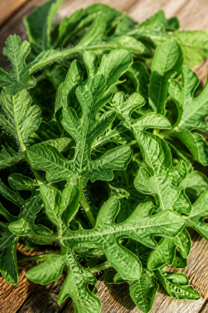 Are Watermelon Leaves Edible? [ANSWERED]