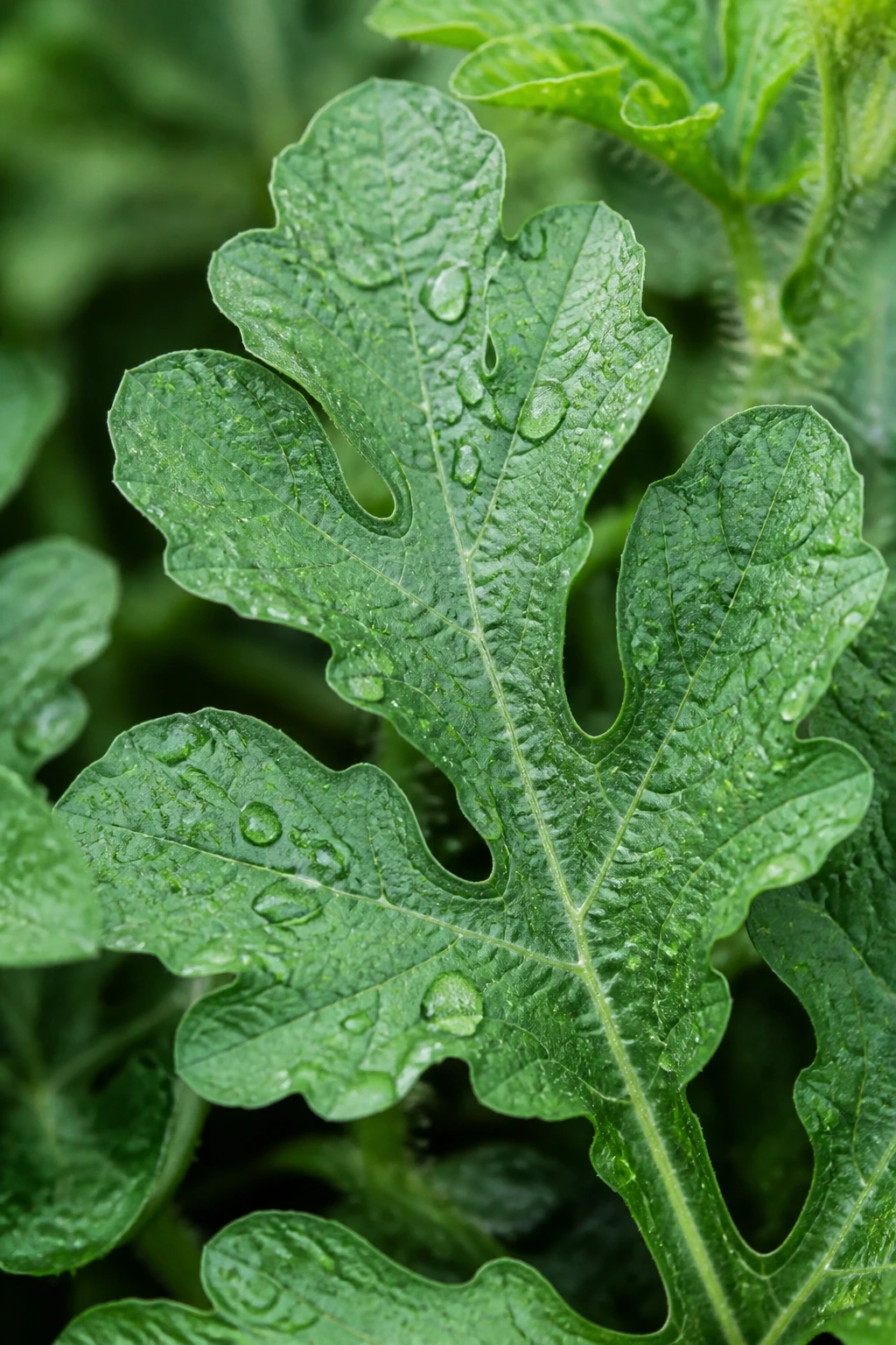Are Watermelon Leaves Edible and Safe to Eat? 4 Macro shot of watermelon leaf highlighting health benefits