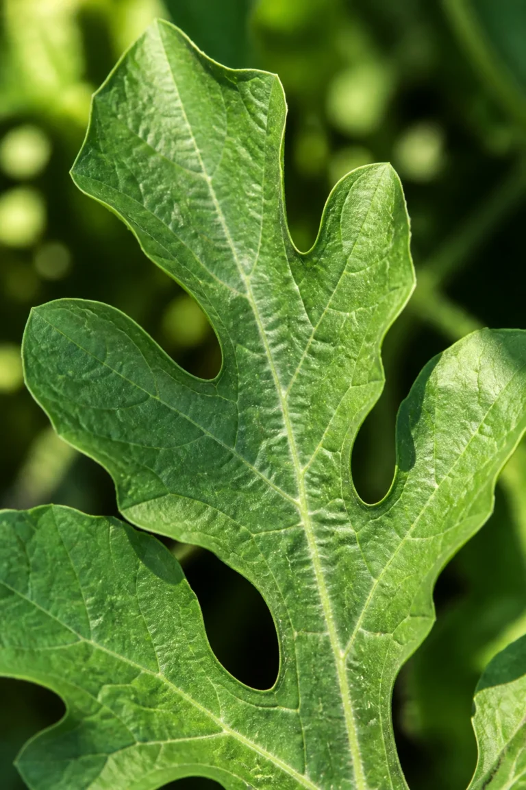Are Watermelon Leaves Edible and Safe to Eat?