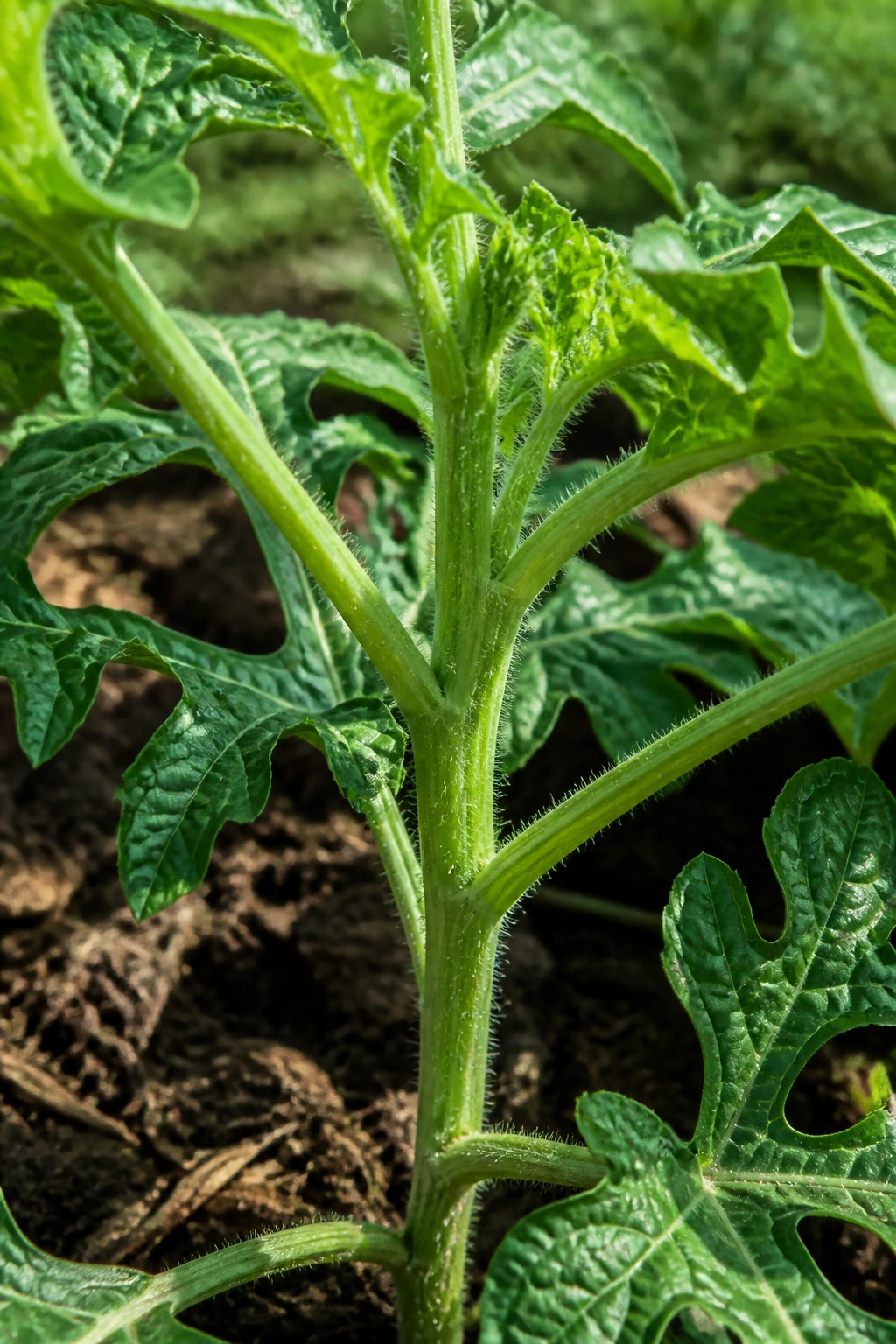How To Prune Watermelon Plant: A Step-By-Step Guide 1 Close-up of a watermelon plant's main stem with side shoots in a garden bed