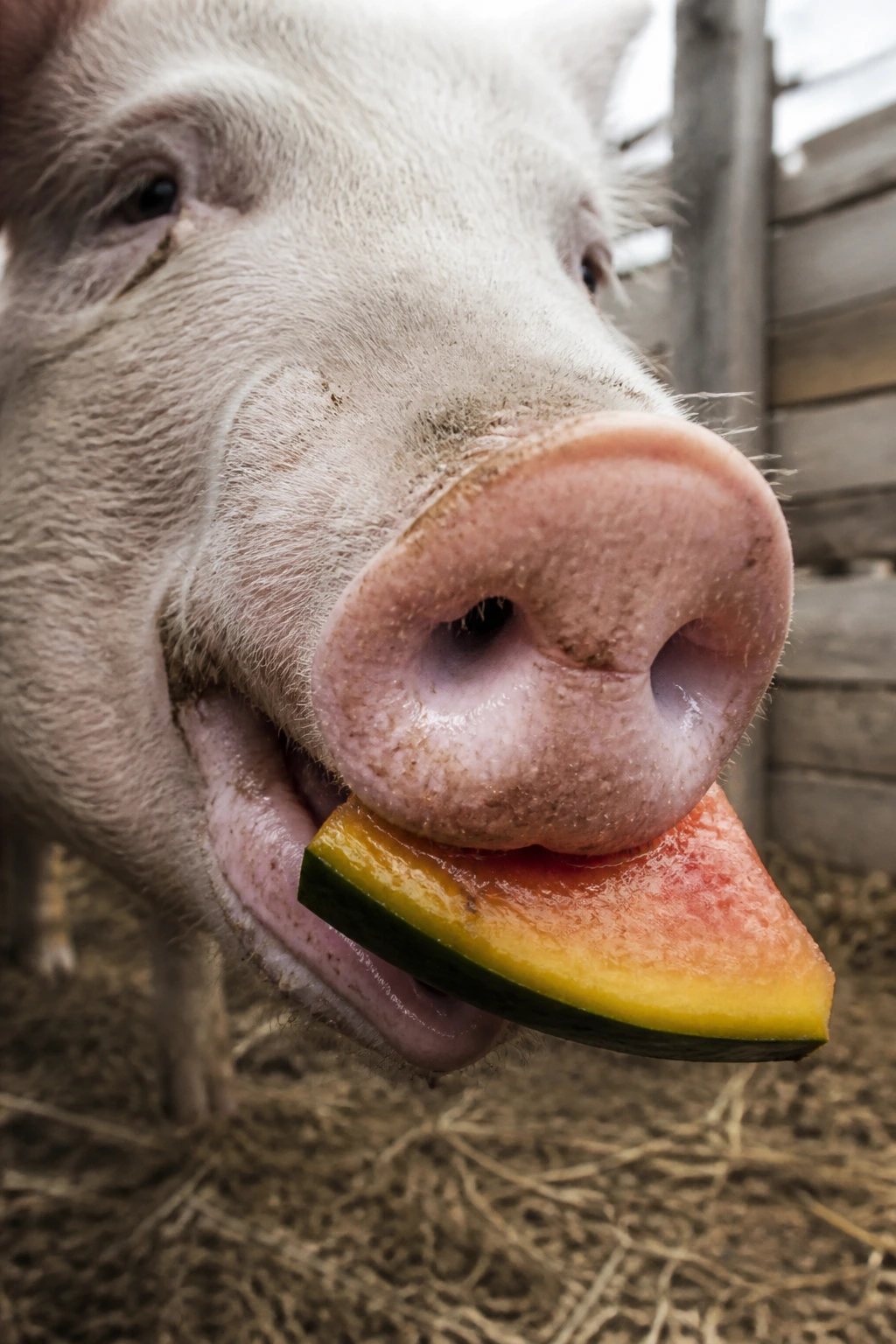 Close-up of a pig eating a pickled watermelon rind on a farm