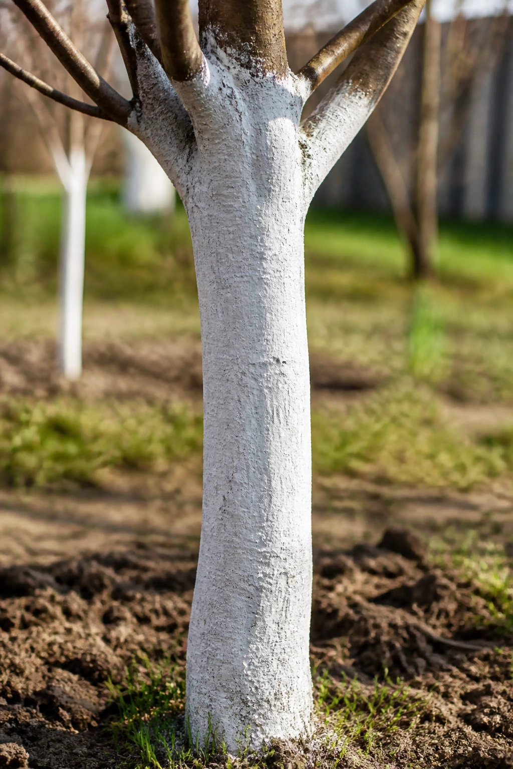 How To Protect Fruit Trees From Frost And Freeze Damage 10 Tree trunk painted white up to the first branches in a garden