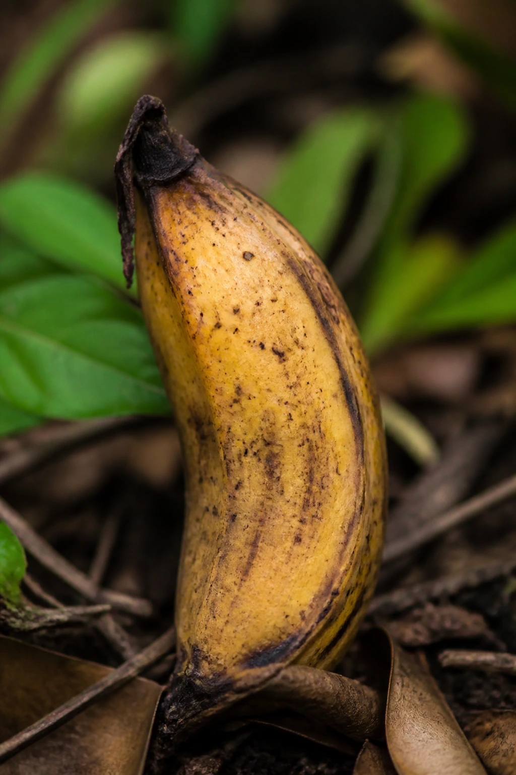 Are Wild Bananas Edible and Safe to Eat? 4 Wild banana with brown edges in a natural outdoor setting.