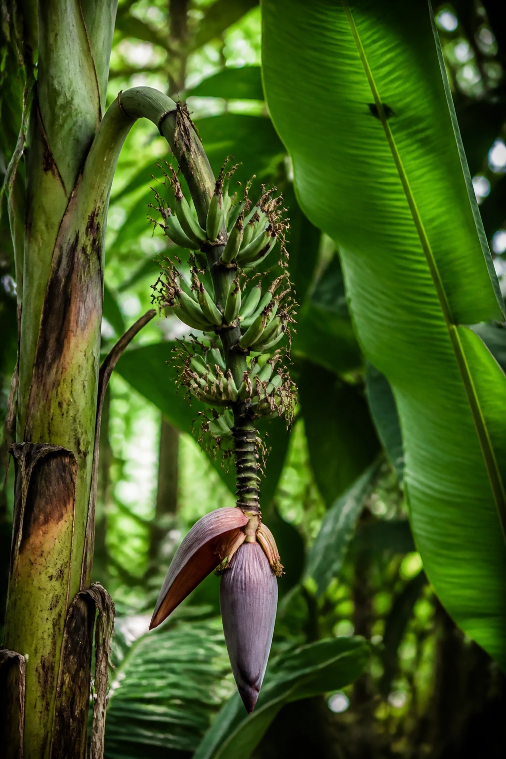 How Many Banana Varieties Are There? 6 Wild banana plant with unripe fruit in a jungle setting