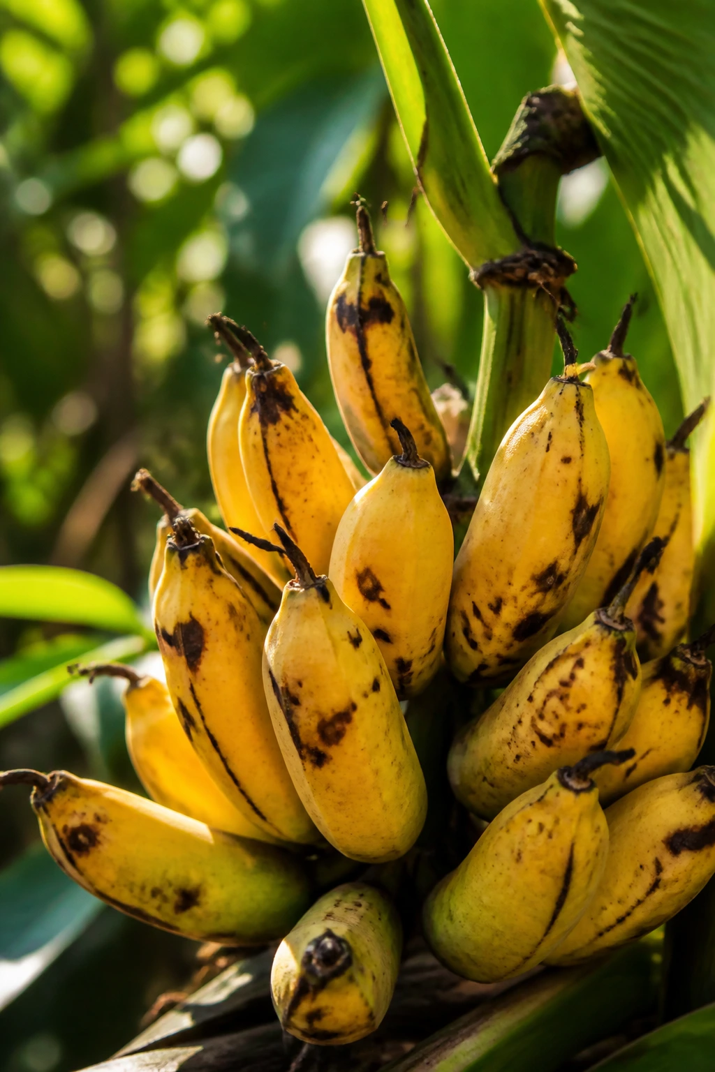 Are Wild Bananas Edible and Safe to Eat? 3 Ripe wild bananas in a sunlit garden with green leaves.