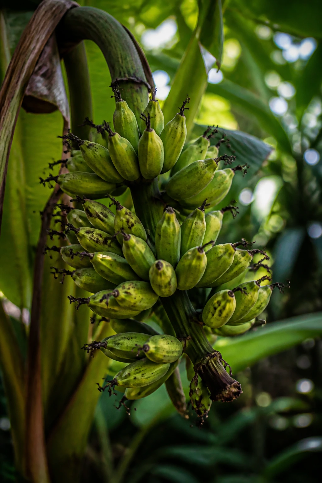 Are Wild Bananas Edible and Safe to Eat? 1 Close-up of wild bananas on a plant in a Southeast Asian jungle.