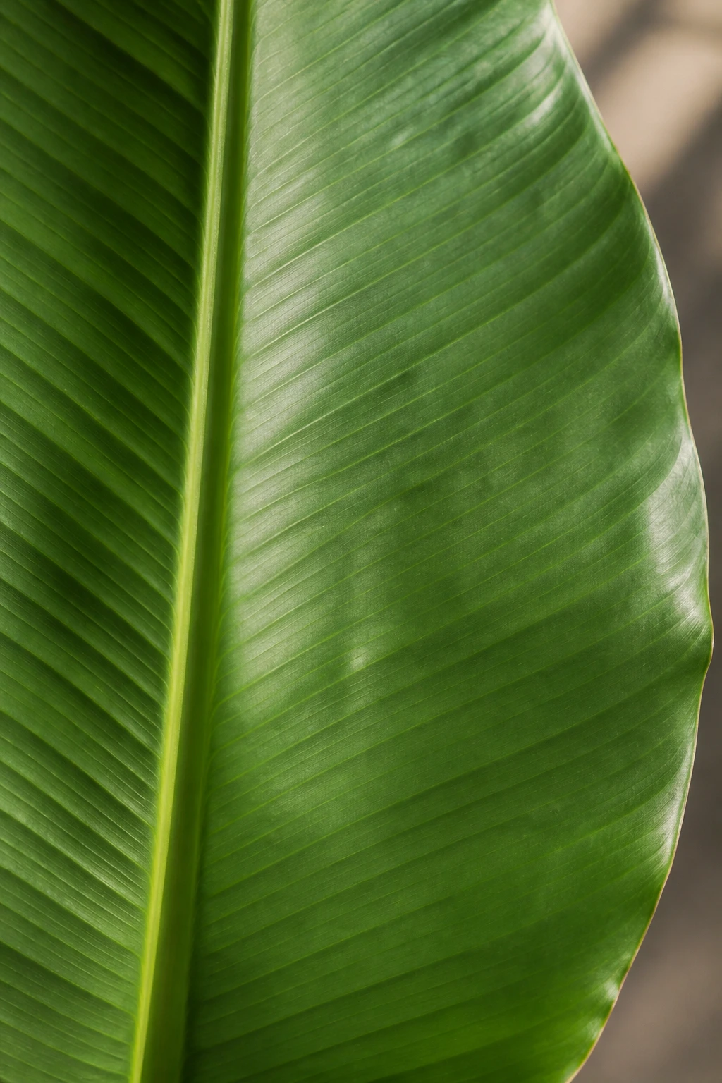 Banana leaf in soft light with a health-conscious mood