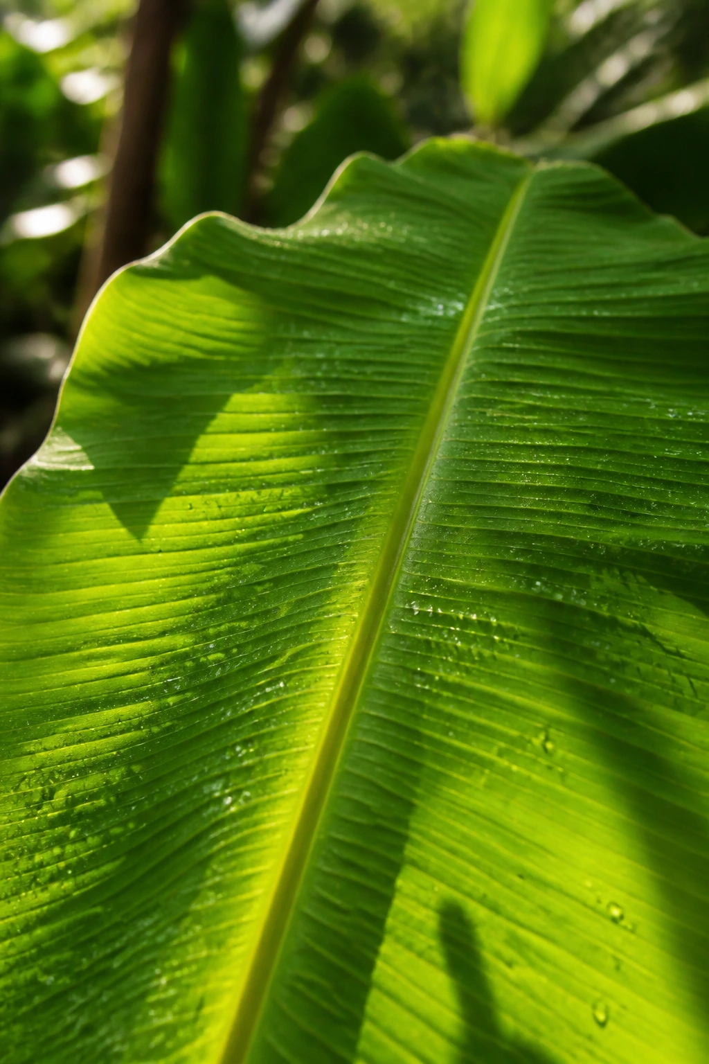 Green banana leaf bathed in sunlight in a garden setting