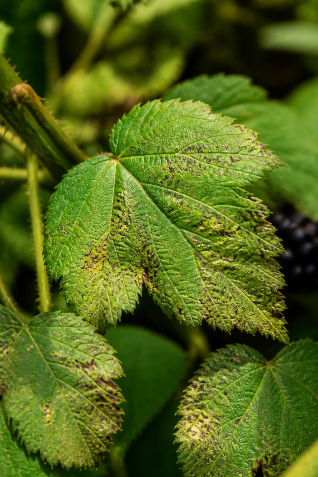Close-up blackberry leaf with signs of pests and disease in a garden