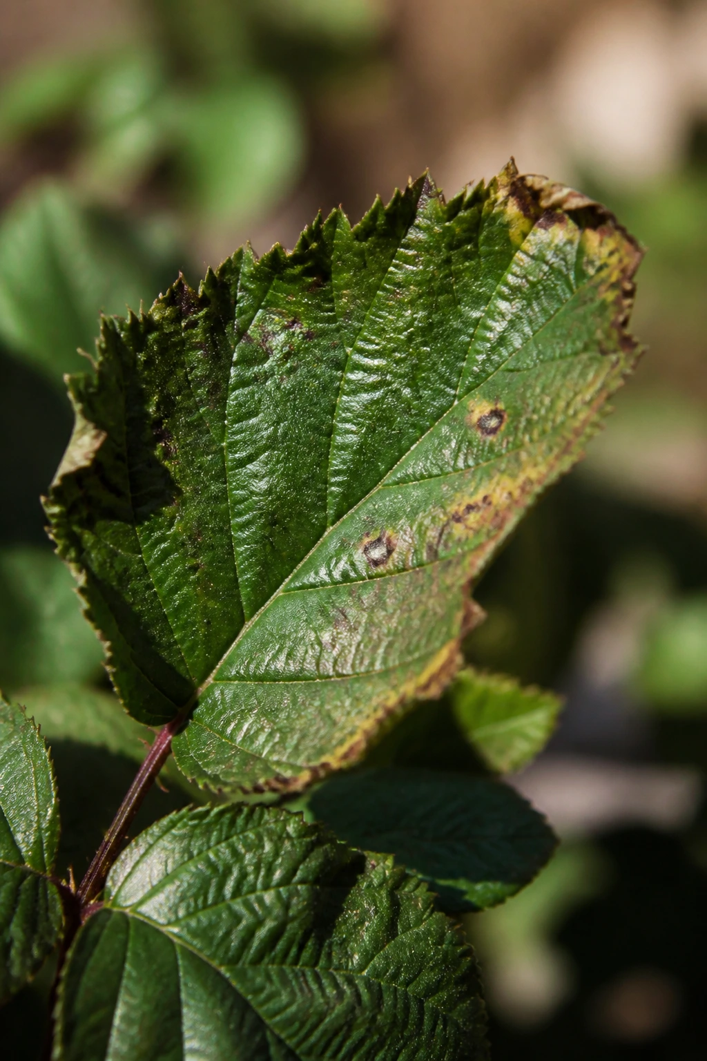 Close-up blackberry leaf displaying environmental stress in a garden
