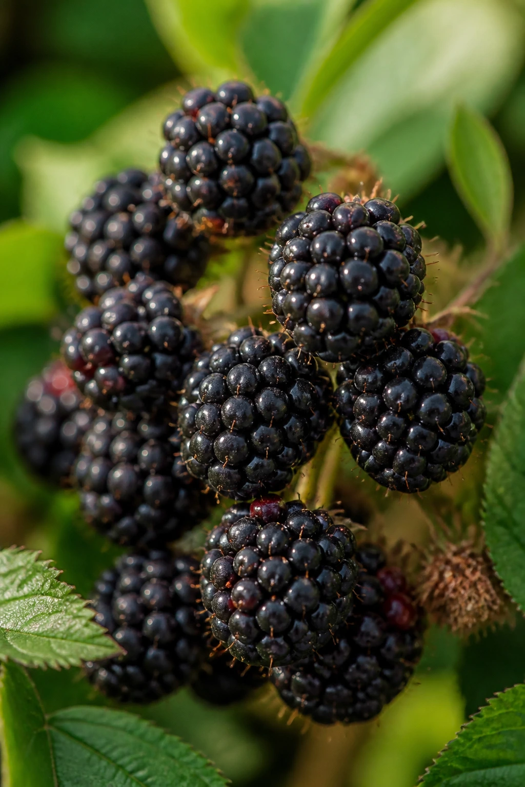 Close-up of sour-looking blackberries on a plant in a sunlit garden