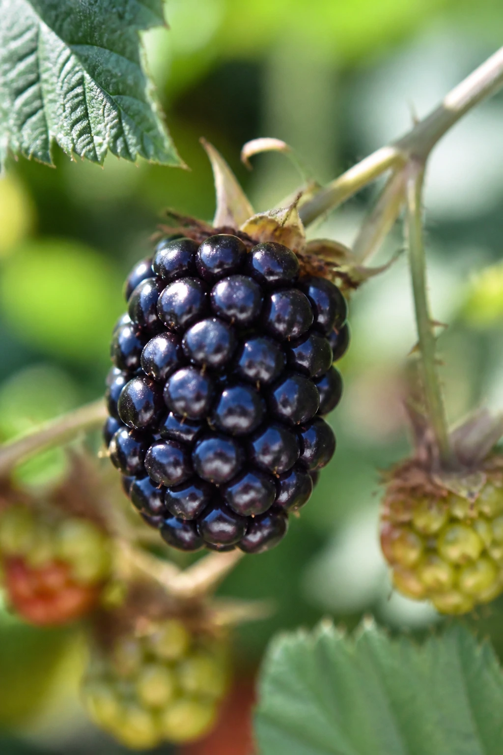 Glossy ripe blackberry on stem in bright garden light