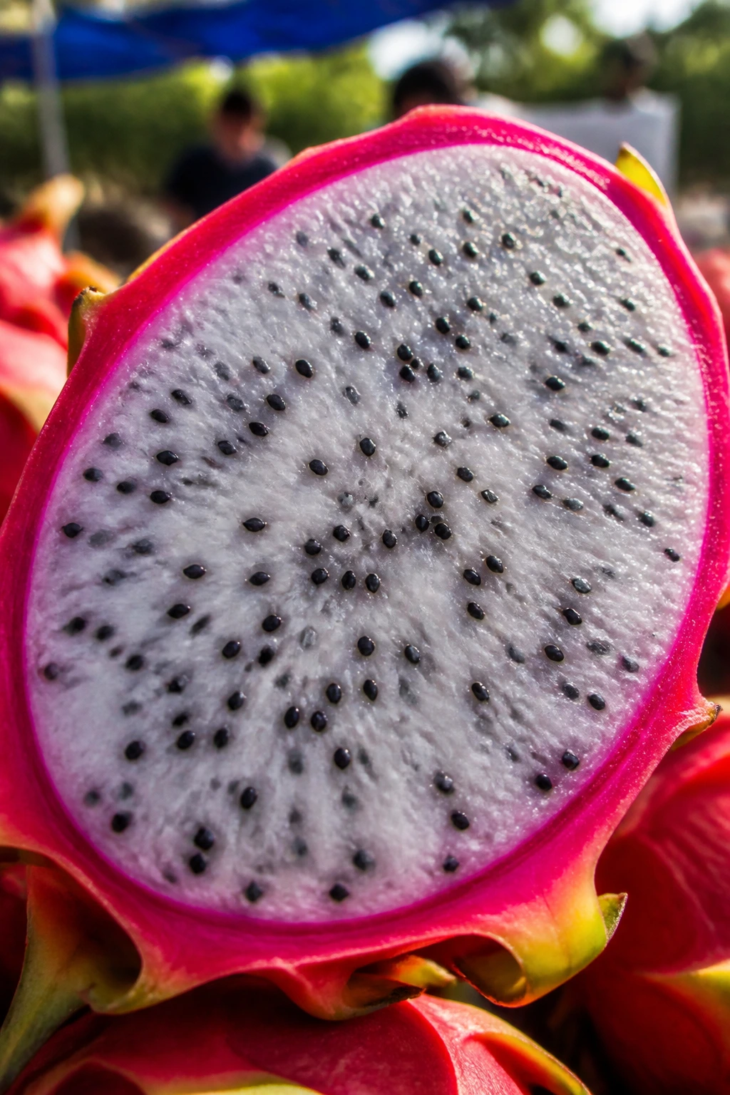 Dragon fruit slice close-up in natural daylight