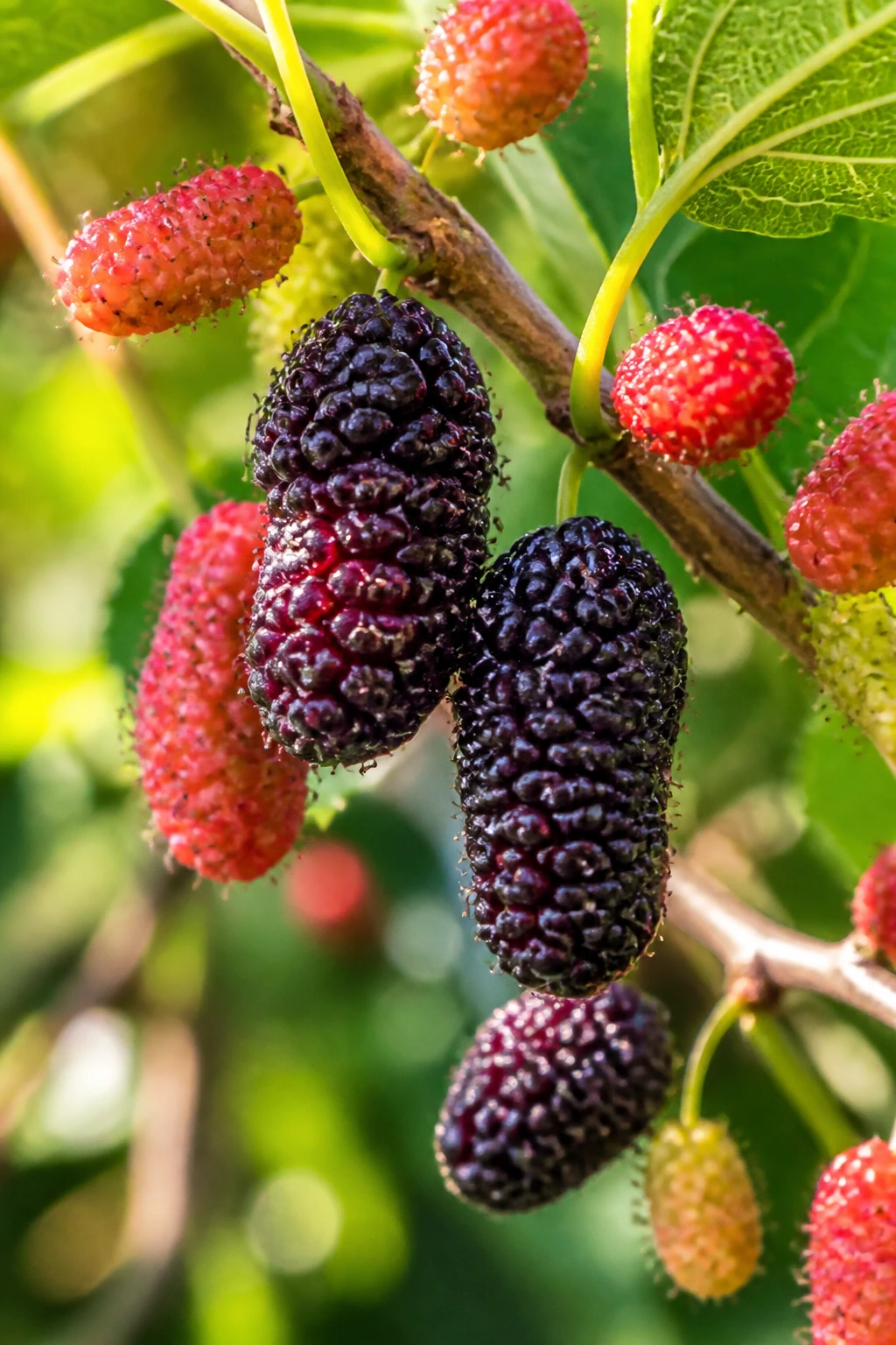 Cluster of ripe mulberries on a branch in sunlight