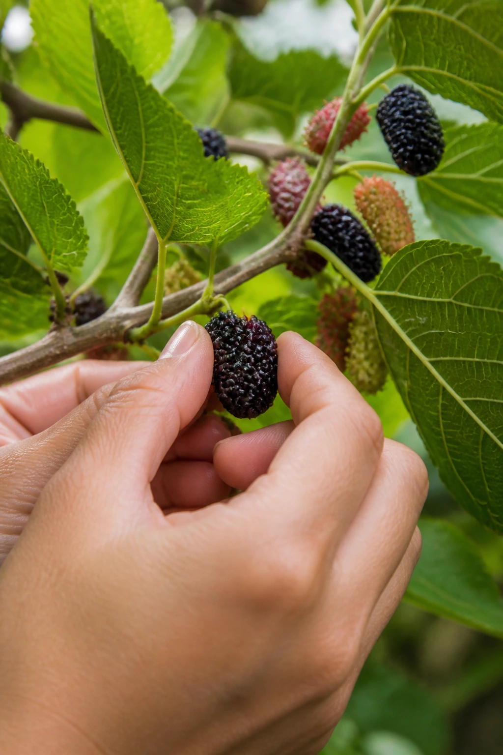 Close-up of hands picking ripe dark purple mulberries from a branch in a garden
