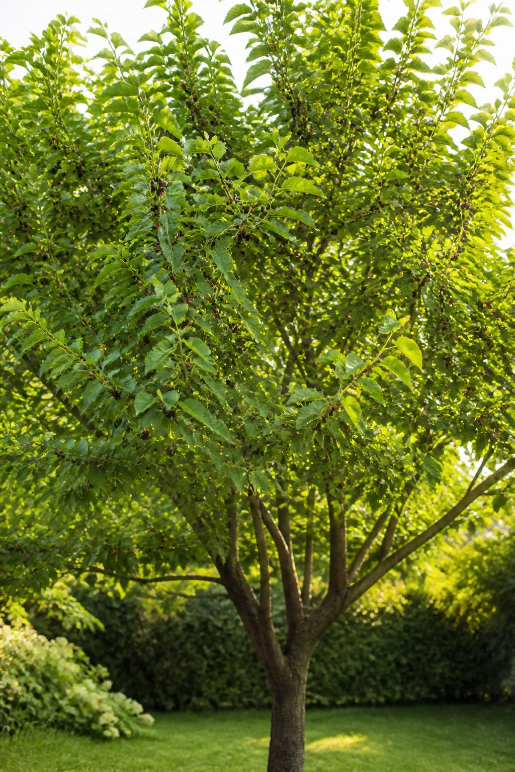 Healthy mulberry tree in a sunny garden with full canopy