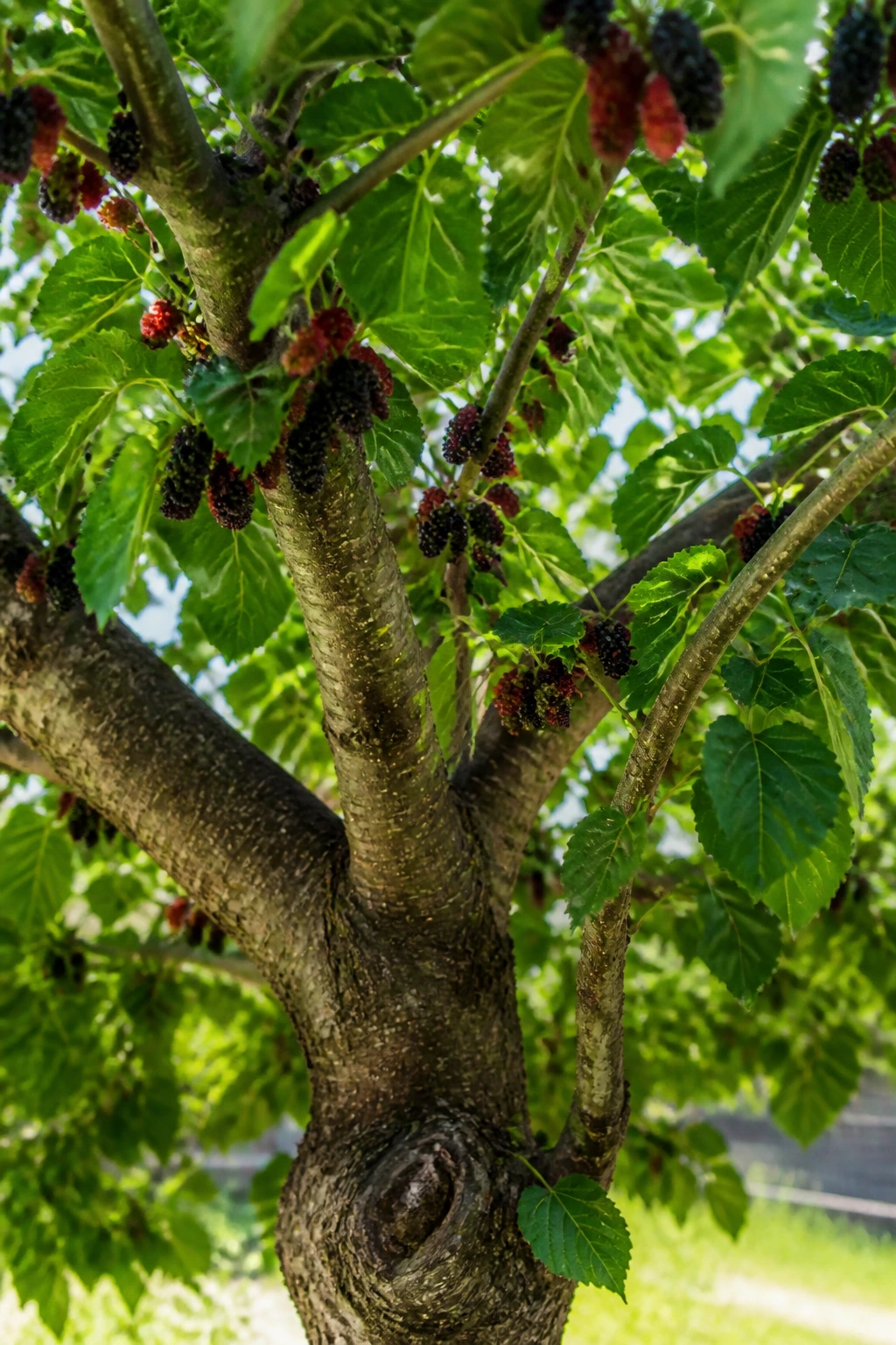Close-up of mulberry tree with dense leaves and visible berries in a sunlit backyard