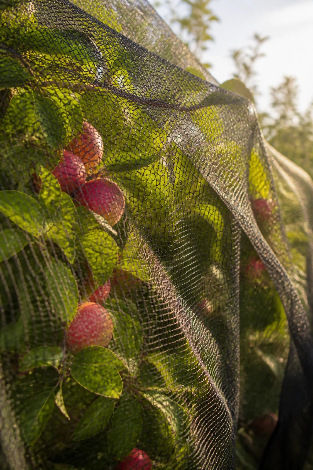 How to Protect Fruit on Trees from Birds 2 Bird netting over a fruit tree protecting ripening fruit