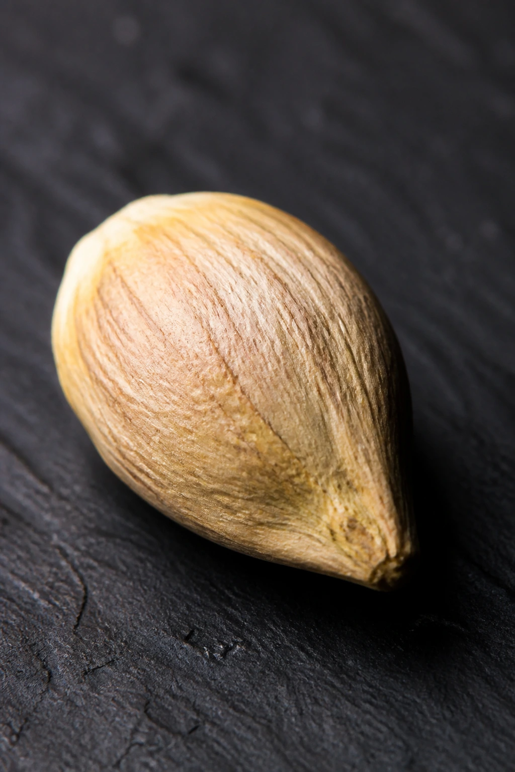 Are Orange Seeds Edible? Is It Okay To Eat Orange Seeds? 4 Single orange seed on slate with dramatic lighting.